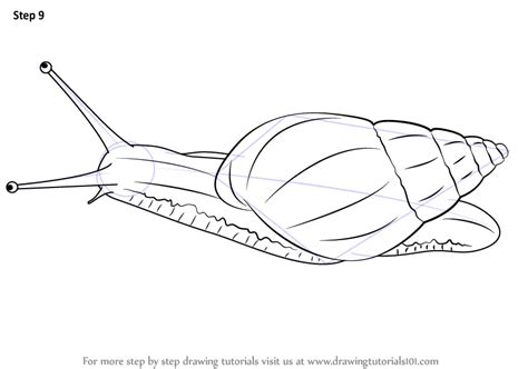 How to Draw a Giant African Snail (Snails) Step by Step ...