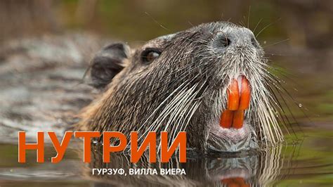 Отдых в Гурзуфе, Крым. Что посмотреть в Крыму рядом с гостевым домом ...