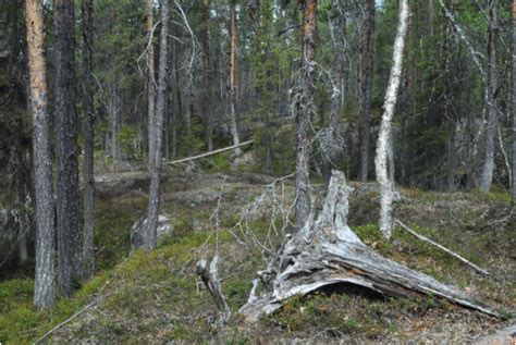 Värdefull skog avverkad av Sveaskog i Norrbotten Skydda Skogen