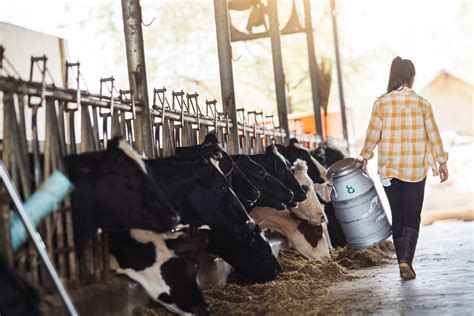 Manejo E Bem Estar Animal Pode Gerar Lucros Aos Negócios Mater