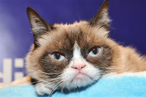 Report that Grumpy Cat made $99.5 million in two years is "completely ...