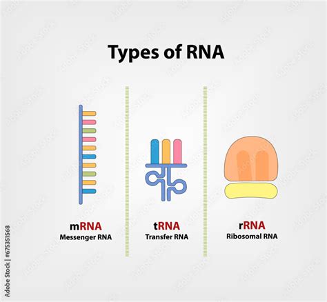 Types of RNA illustration Vector 3 main types of RNA are involved in ...