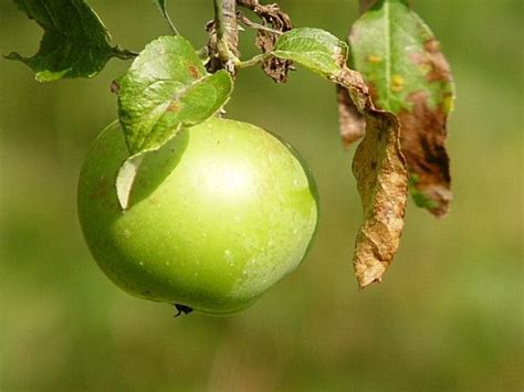 Pin on Agroklub - tekstovi o poljoprivredi