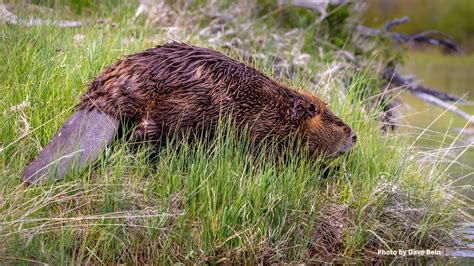 LEAVE IT TO BEAVERS | The Environmental Center