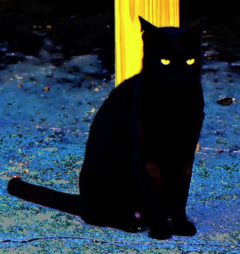 Black Cat Yellow Eyes | ubicaciondepersonas.cdmx.gob.mx