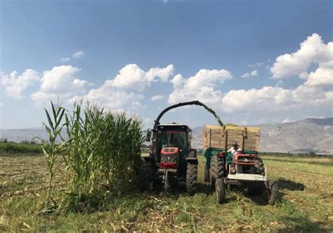 Silajlık Mısır Hasadı Erzincanda Başladı