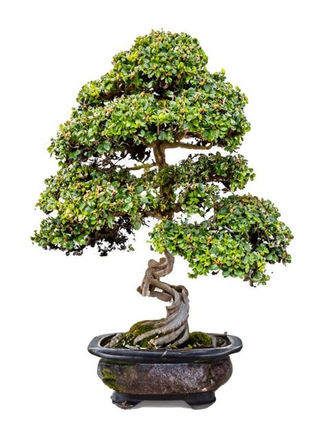 Bonsai Tree On White Stock Photo Image Of Beautiful 312345496