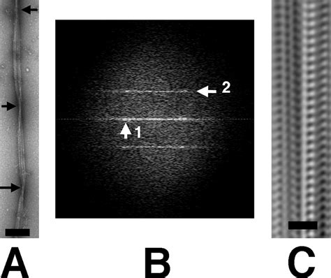 Filament Structure Organization And Dynamics In Mreb Sheets