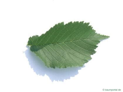 Elm Leaves