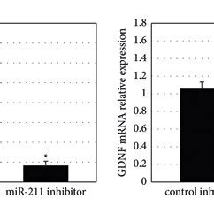 The Mrna Expression Level Of A Mir And B Gdnf In Duodenal