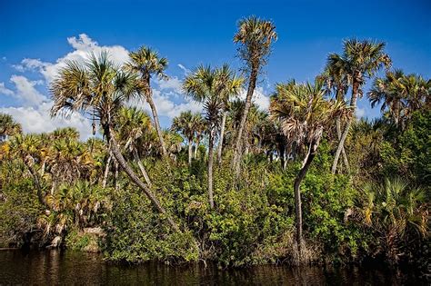 legation breast date are palm trees native to florida rinse Take out ...