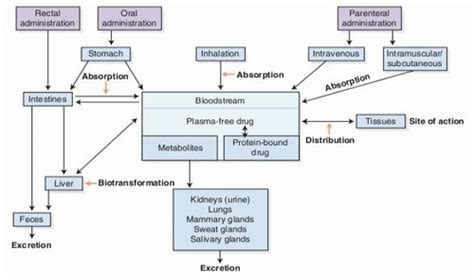 Lesson 1 Pharmacology Flashcards Quizlet