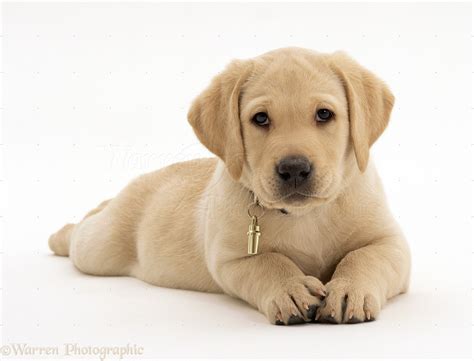 Labrador Puppies Wallpaper - WallpaperSafari