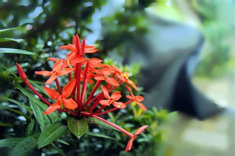 Santan Flower Kanakambaram Free Photo On Pixabay