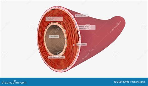 Arteries Carry Nutrient Rich Oxygenated Blood To Organs And Tissues