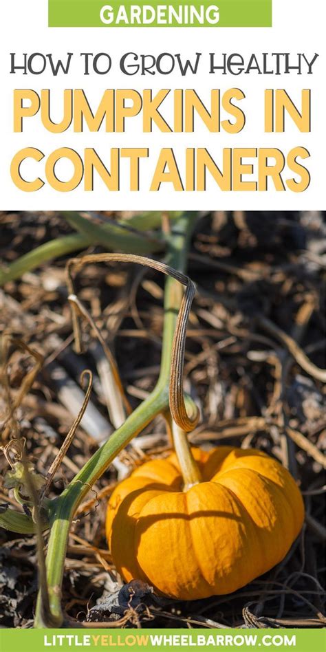 How To Grow Pumpkins In Containers Small Space Gardening Growing