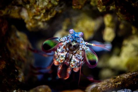 🦐 Sailor Shrimpp On Twitter Rt Montereyaq You Lookin At Me