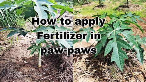 How To Apply Fertilizer In Pawpaws YouTube