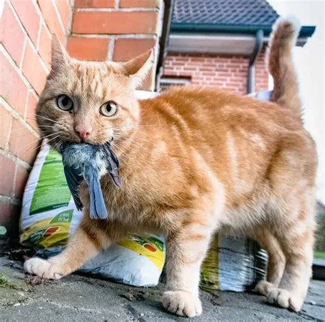 Protecci N De Nidos De Aves C Mo Evitar Gatos Loros Y Guacamayos