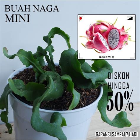 Jual Bibit Tanaman Buah Wijaya Kusuma Buah Naga Mini Shopee Indonesia