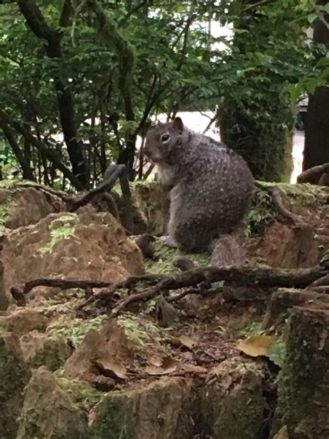 The Largest Squirrel Ive Ever Seen We Named Him Bubba Raww