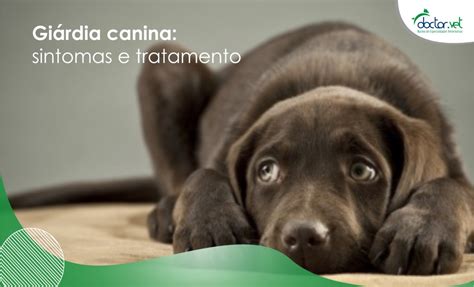 Giárdia Canina: Sintomas E Tratamento | Doctor Vet
