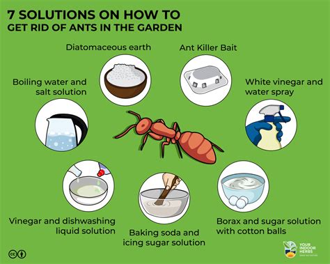 How To Get Rid Of Ants In A Garden Back Gardener