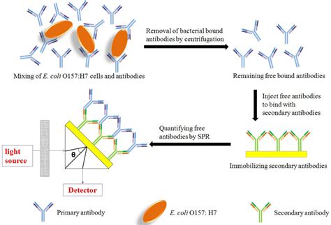 Sensors Free Full Text Subtractive Inhibition Assay For The