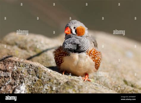 Zebra Finch Taeniopygia Guttata Sitting On A Stone Captive Stock