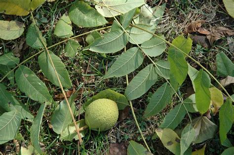 Gardening Under A Black Walnut Tree Sidney Daily News