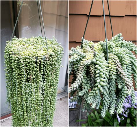 String of Pearls & Donkey's Tail turning yellow? : plantclinic