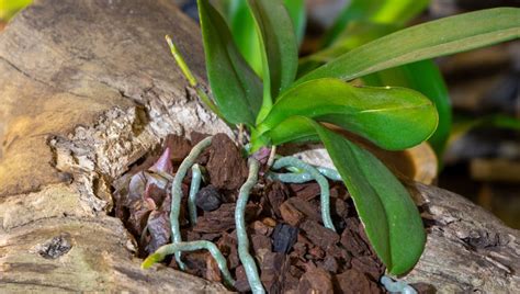 Como plantar orquídeas em troncos secos 8 passos