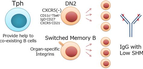 Frontiers Peripheral Helper T Cell Responses In Human Diseases