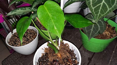 Merawat Monstera Variegata Cebres Semoga Jadi Menor Tips Media