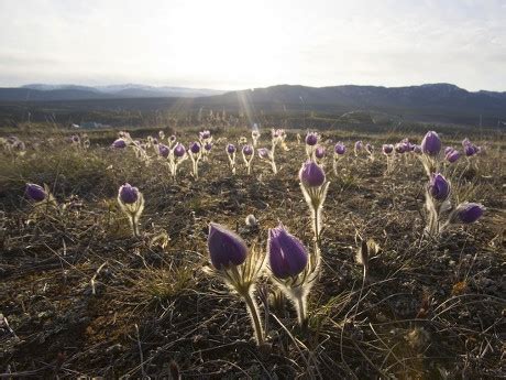 Blooming Pulsatilla Anemone Patens Northern Crocus Editorial Stock