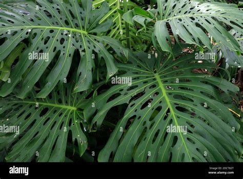 Monstera Deliciosa Plant Banque De Photographies Et Dimages Haute