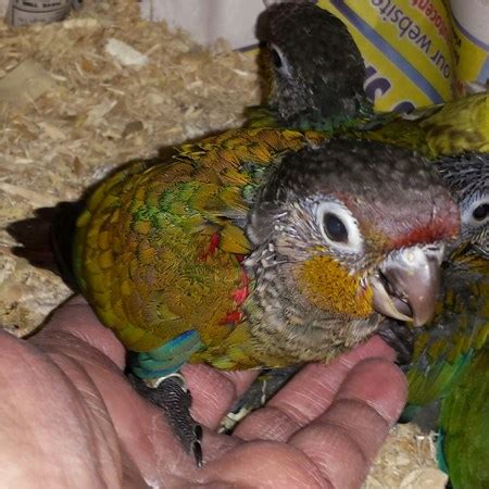 Crimson Bellied Conure For Sale In Festus Mo