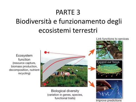 PPT PARTE 3 Biodiversità e funzionamento degli ecosistemi terrestri