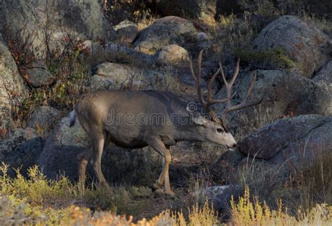 Mule Deer Stock Image Image Of Mule Female Buck Couple 364771