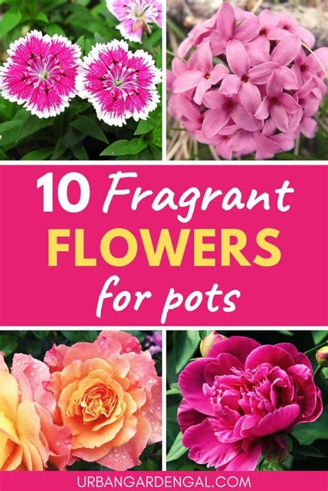 10 Fragrant Flowers for Pots - Urban Garden Gal