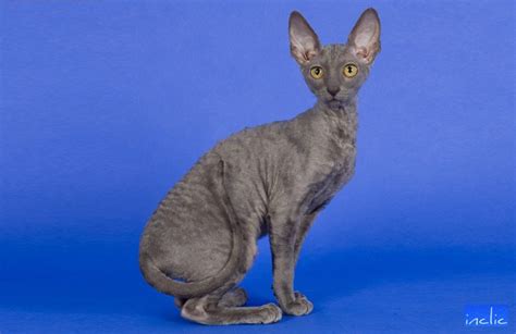 Cornish Rex Fff Le Site De La Fédération Féline Française