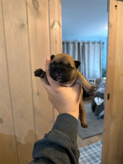 Heres A Two Week Old Baby Frenchie To Make Your Day Just A Little