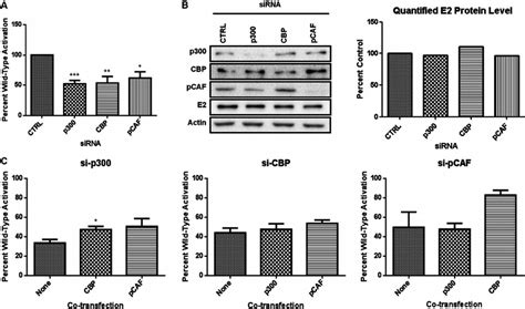 E Transcriptional Activity Is Dependent On Physiological Levels Of