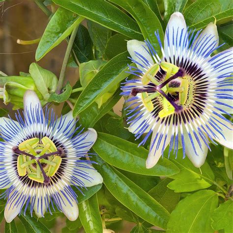 Pianta Di Passiflora Caerulea Fiori E Frutti Amazon It Giardino E