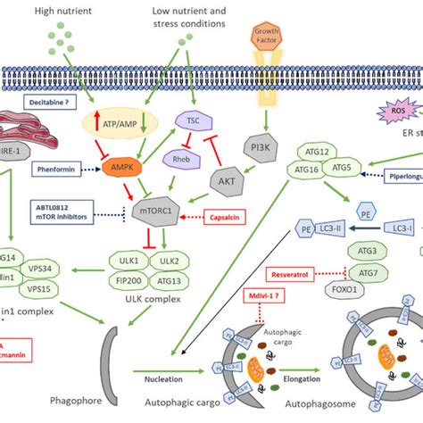 Schematic Overview Of The Autophagy Molecular Pathway And Target Steps