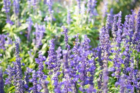 Campo De Flores Moradas Foto Premium