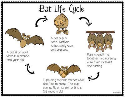 bat life cycle facts - He Blogosphere Lightbox