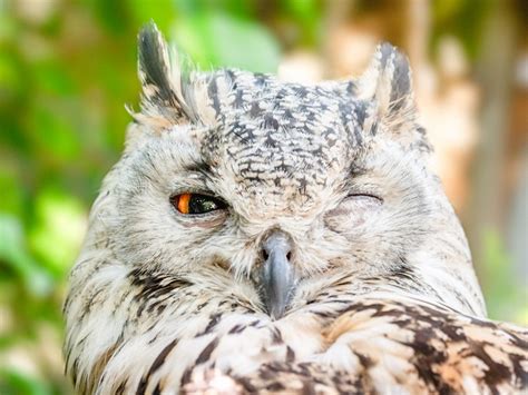 11 Best Techniques For Shooting Professional Owl Photography