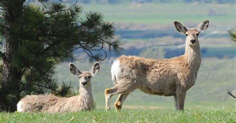 Fwp Cuts Se Montana Mule Deer Doe Tags As Population Falls