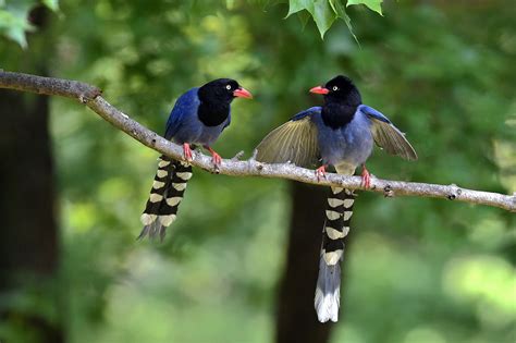 Taiwan Blue Magpie 台灣藍鵲